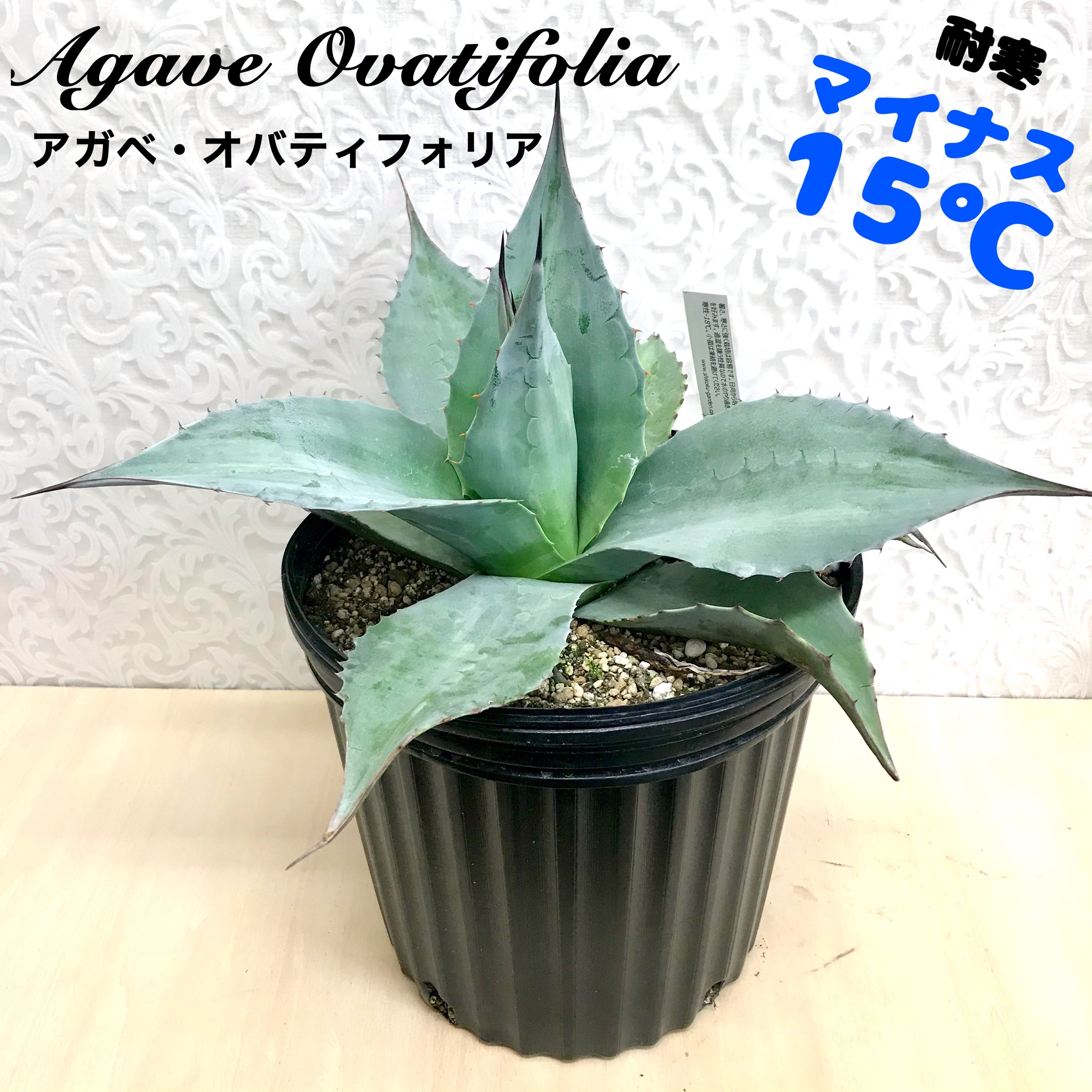 63％以上節約 種子50粒 アガベ オバティフォリア Agave ovatifolia